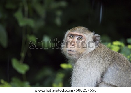 Portrait of sad monkey on dark green background of the forest. Monkeypox outbreak concept. Monkeypox is caused by monkeypox virus. Monkeypox is a viral zoonotic disease. Virus transmitted to humans.