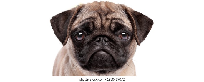 Portrait Of A Sad Pug Puppy Dog Isolated On A White Background