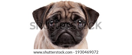 portrait of a sad pug puppy dog isolated on a white background