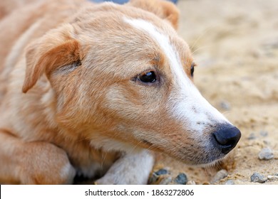 Portrait Of A Sad Red Dog Lying On The Sand