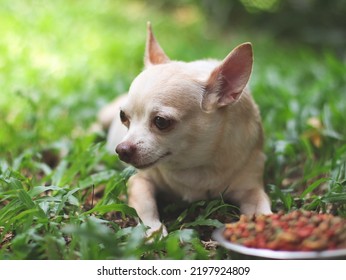 Portrait Of Sad Or Sick Chihuahua Dog  Get Bored Of Food. Chihuahua Dog Laying Down By The Bowl Of Dog Food  And Ignoring It. Pet's Health And Behavior Concept.