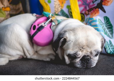 Portrait Of A Sad, Tired And Serious White Pug Dog Resting In The Trunk Of A Suv Car