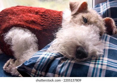 Portrait of a sad wire fox terrier dog. Bored pet without a human. Puppy doggy waiting for the owner. - Powered by Shutterstock