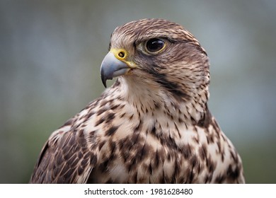 portrait of a saker falcon, sideview, falco cherrug