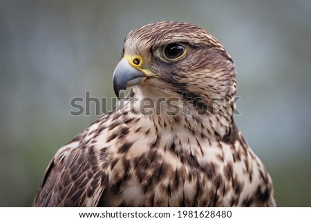 portrait of a saker falcon, sideview, falco cherrug
