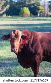 Portrait Of A Salers Bull In A Summer Pasture With Negative Space.