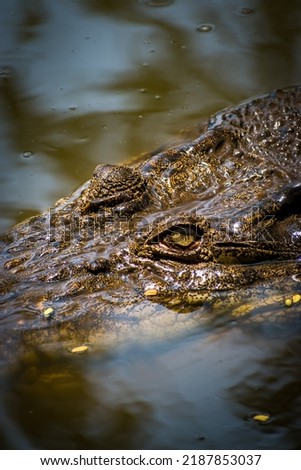 Portrait of Saltwater crocodile (Crocodylus porosus) as one of the world's largest crocodile