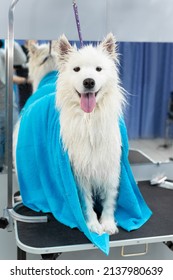Portrait of a Samoyed dog in a large towel after washing and washing.