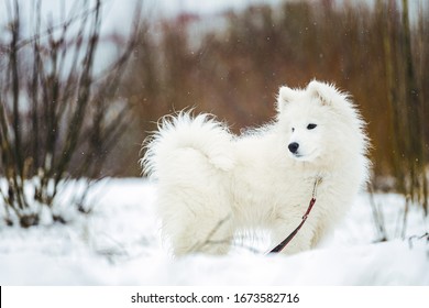 Portrait of a Samoyed dog in winter against the background of the forest. Happy puppy walks in the fresh air