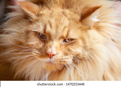 Portrait Of Sarcastic And Funny Ginger Cat