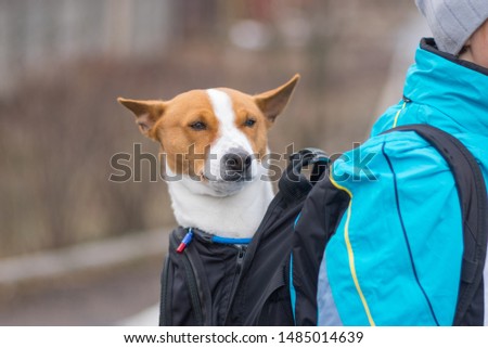 Portrait of satisfied Basenji dog while sitting it inside of comfortable master backpack instead of outdoor walking on autumnal street