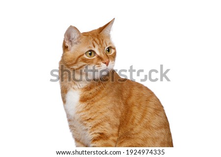 Portrait of Satisfied Red Cat, looking back on Isolated white background, side view