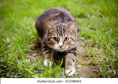 28,318 Serious cat Images, Stock Photos & Vectors | Shutterstock