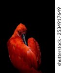 Portrait of Scarlet ibis. Eudocimus ruber, on a black background. Beautiful red ibis in the dark. Colorful bird with long bill. Animals in captivity. Zoo Prague.