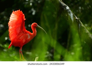 Portrait of a scarlet ibis. The scarlet ibis, sometimes called red ibis, is a species of ibis in the bird family Threskiornithidae. It inhabits tropical South America and part of the Caribbean.  - Powered by Shutterstock