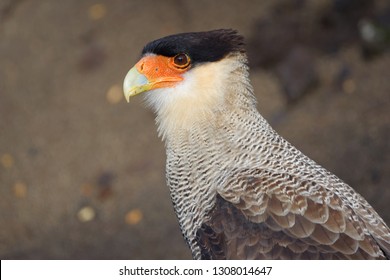 Portrait Of Scavenger Bird, Known As Caracara, Carancho Or Traro, In The Forest Of Vicente Pérez Rosales National Park