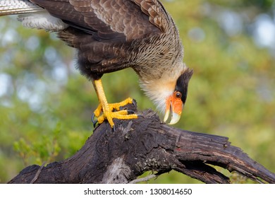 Portrait Of Scavenger Bird, Known As Caracara, Carancho Or Traro, In The Forest Of Vicente Pérez Rosales National Park