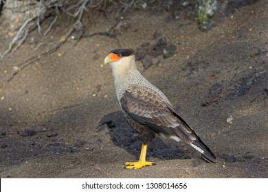 Portrait Of Scavenger Bird, Known As Caracara, Carancho Or Traro, In The Forest Of Vicente Pérez Rosales National Park