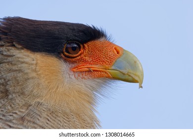 Portrait Of Scavenger Bird, Known As Caracara, Carancho Or Traro, In The Forest Of Vicente Pérez Rosales National Park