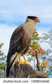 Portrait Of Scavenger Bird, Known As Caracara, Carancho Or Traro, In The Forest Of Vicente Pérez Rosales National Park