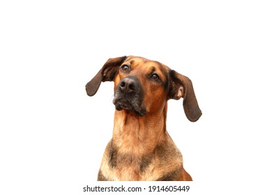 Portrait Of A Schiller Hound Hunting Dog On A White Background.