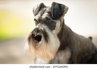 Portrait Of Schnauzer Dog With Soft Focus Background. Salt And Pepper Dog With Long Beard And Old Man Appearance. 