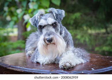 Portrait Of Schnauzer In Green Outdoor Landscape. One Salt And Pepper Mini Schnauzer With Long Beard And Expressive Face. Copy Space