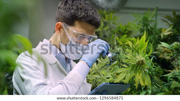 Portrait of scientist with mask and glasses\
checking and analizing hemp plants, signing the results with laptop\
in a greenhouse. Concept of herbal alternative medicine,cbd oil,\
pharmaceutical\
industry