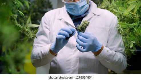 Portrait of scientist with mask, glasses and gloves checking hemp plants in a greenhouse. Concept of herbal alternative medicine, cbd oil, pharmaceptical industry