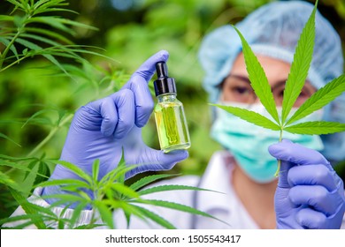 Portrait of scientist with mask, glasses and gloves researching and examining hemp oil in a greenhouse. Concept of herbal alternative medicine, cbd oil, pharmaceptical industry