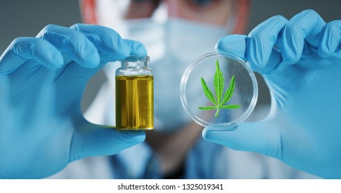 Portrait of scientist with mask and gloves checking and analizing a biological and ecological hemp plant used for herbal pharmaceutical cbd oil in a laboratory.