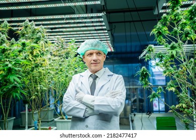 Portrait Of A Scientist With Mask, Goggles And Gloves. Greenhouse Hemp Cannabis Farm. Concept Of Alternative Medicine, Herbs, CBD Oil, Industry. Cannabis In Greenhouses. Hemp Oil Extraction