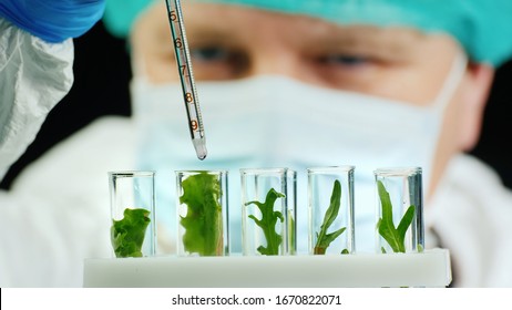 Portrait of a scientist working with plant samples in the lab
