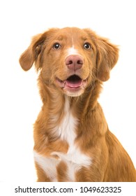 Portrait Of A Scotia Duck Tolling Retriever Dog With Mouth Open On A White Background