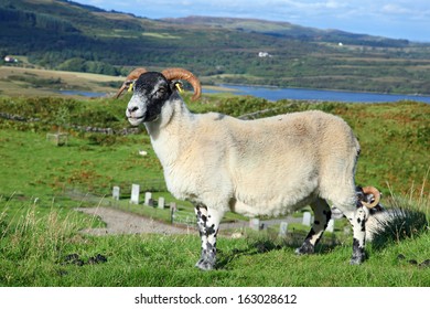 Portrait of a Scottish blackface sheep, Quirain, Isle of Skye, Scotland 