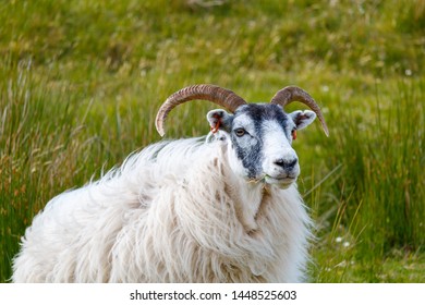 142 Scottish blackface ram Images, Stock Photos & Vectors | Shutterstock