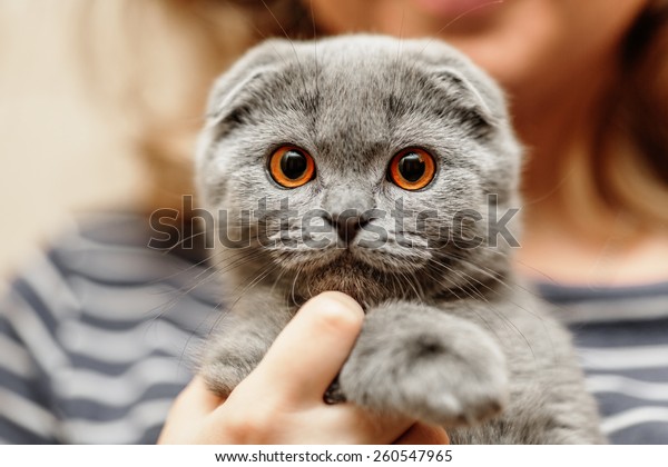 Portrait Scottish Fold Breed Blue Cat Stock Photo Shutterstock
