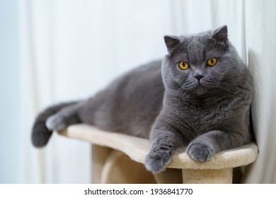 Portrait Of Scottish Fold Cat