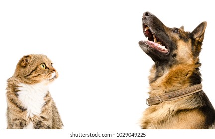 Portrait Of Scottish Fold Cat And German Shepherd Dog, Looking Up, Isolated On White Background