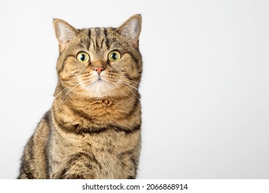 Portrait of a Scottish straight cat, close-up on a white background