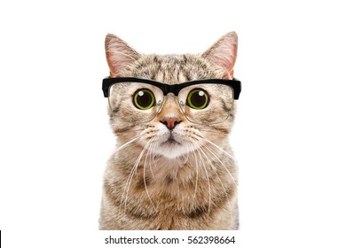 Portrait of a Scottish Straight cat with glasses, closeup, isolated on white background