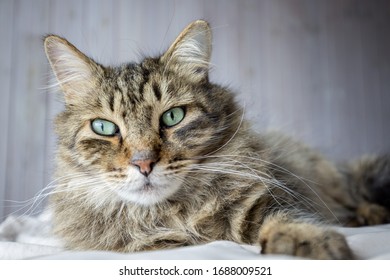 Portrait Of A Scottish Wild Cat