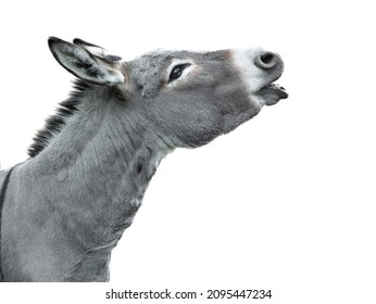 portrait of a screaming donkey isolated on white background