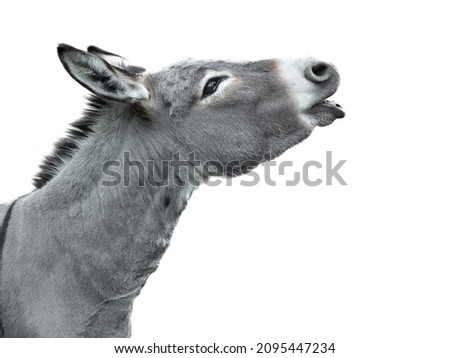 portrait of a screaming donkey isolated on white background