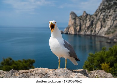 portrait of a screaming seagull