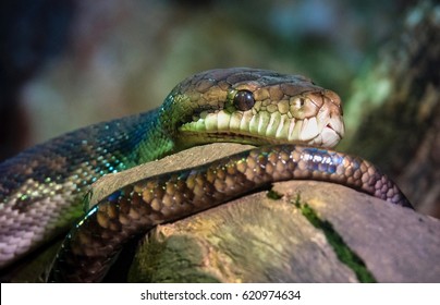 Portrait Of Scrub Python