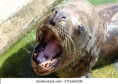 Portrait Sea Lion His Mouth Open Stock Photo 1751660138 | Shutterstock