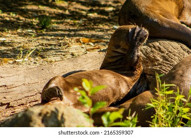 Portrait of a sea otter. The otter covers his face. Otter on land. Legs, webbing. Animals.