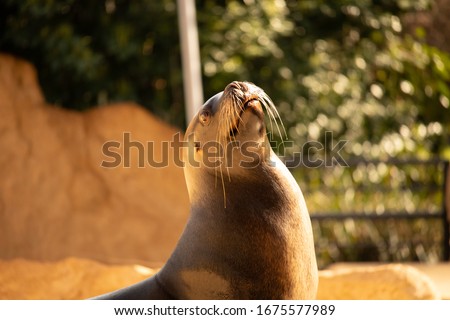 Portrait of a seadog lifting the nose up on a sunny day