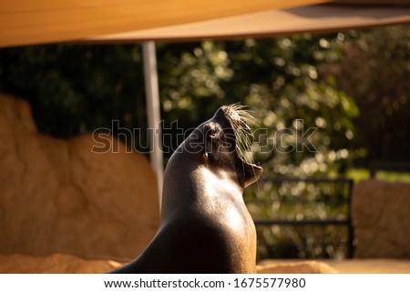 Portrait of a seadog lifting the nose up an yawning on a sunny day